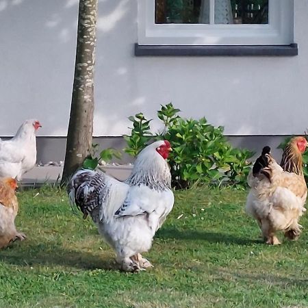 De Tulp Bed & Breakfast Noordgouwe Bagian luar foto